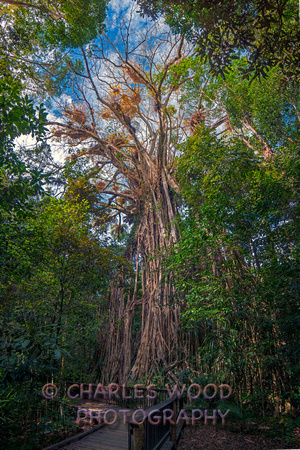AUSTRALIA - CATHEDRAL FIG TREE, QUEENSLAND
