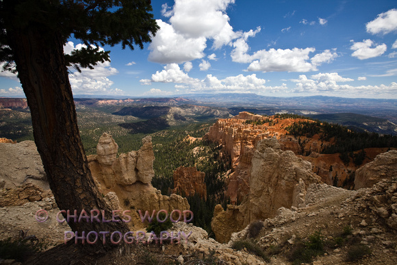 MIDDAY VIEW FROM RAINBOW POINT - BRYCE CANYON NATIONAL PARK