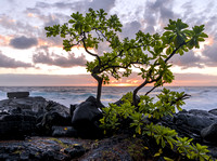 PUNA COAST - THE ISLAND OF HAWAII - THE BIG ISLAND