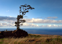 WIND WORN TREE, CHAIN OF CRATERS ROAD, BIG ISLAND HAWAII