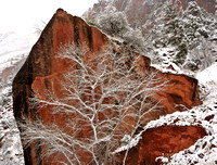 TREE AGAINST A RED ROCK WALL -, ZION NATIONAL PARK, UTAH