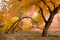 CONTORTED COTTONWOODS, COYOTE GULCH, GLEN CANYON NATIONAL RECREATION AREA, UTAH